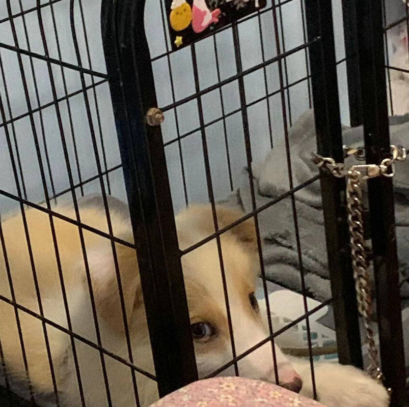 宠物榆林大四女生因“金边”牧羊犬“闹心”