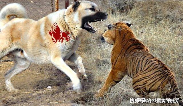 世界上有没有哪一种猛犬,是能够打赢小型老虎的?_高加索