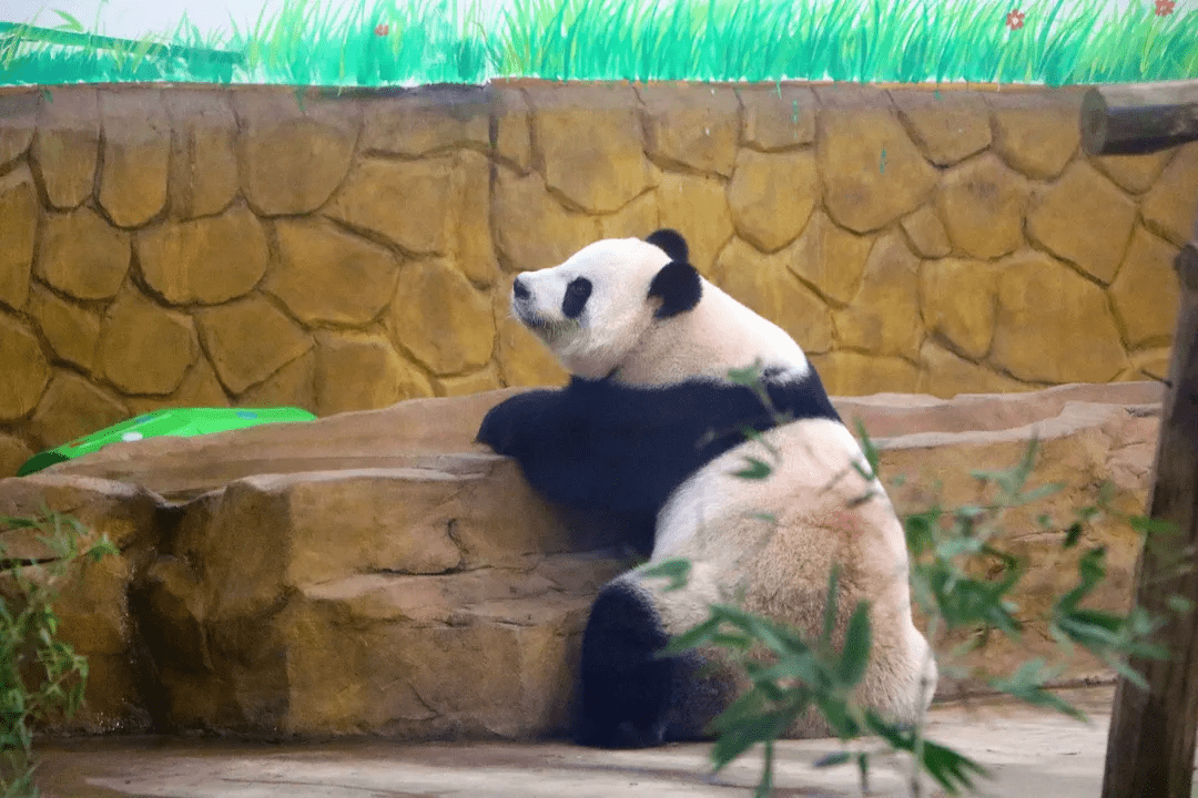 安吉竹博园除了赏竹看大熊猫居然还有冰雪世界和松鼠部落