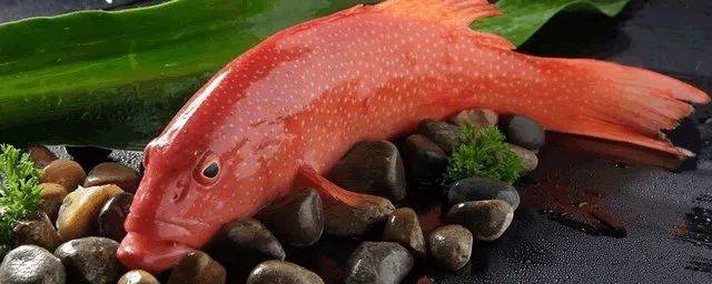 秋季东星斑养殖肠炎多发生长缓慢养殖十年老师傅教您怎么做