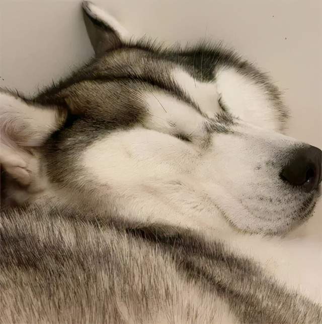 女子晒出二哈奇葩的睡姿,结果网友看后全笑疯了_哈士奇