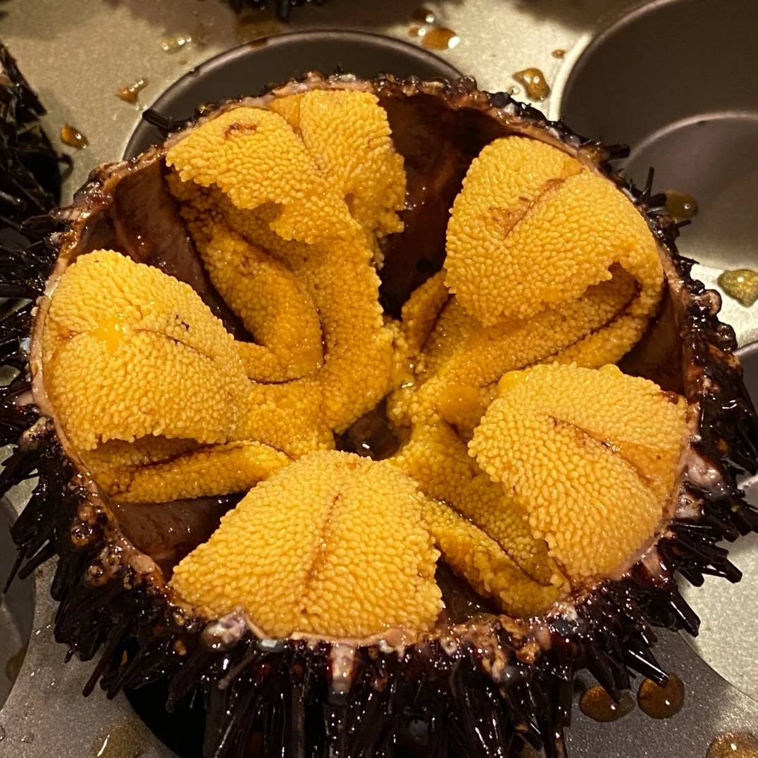 原创民众捕获罕见白色海胆老渔民从业60年第一次见