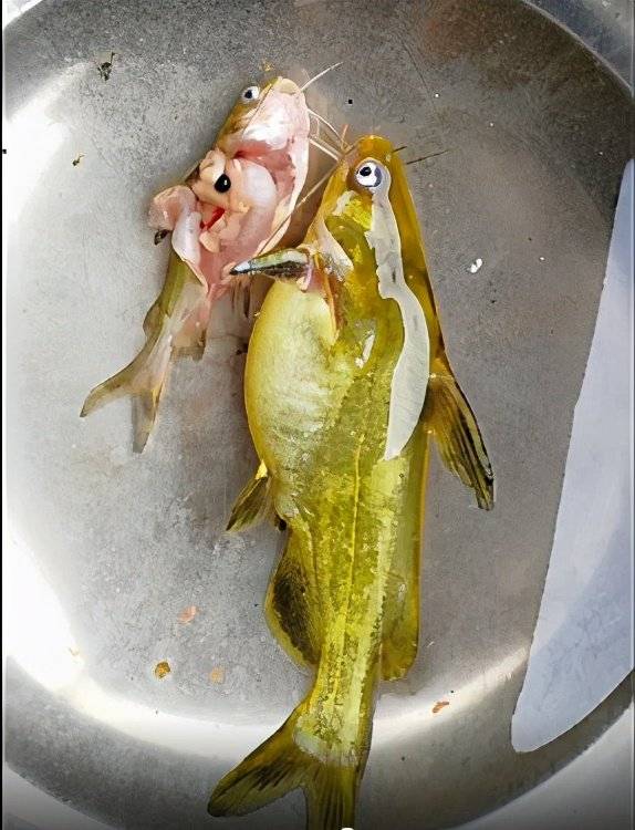 黄骨鱼苗大肚子怎么治?黄辣丁腹水用什么药好