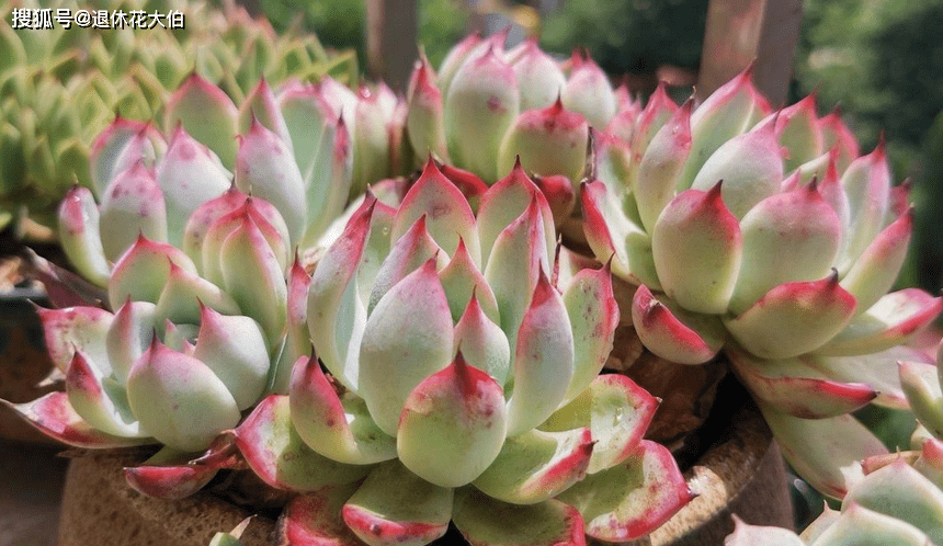 多肉小盆友抖音号 5d9598071d974d84af1386be8b4c9f46.png