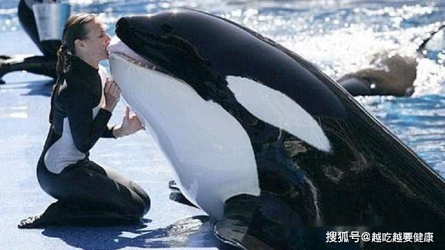 追杀蓝鲸吃海豹的虎鲸，人送外号“杀人鲸”，为什么会积极救人？_人类