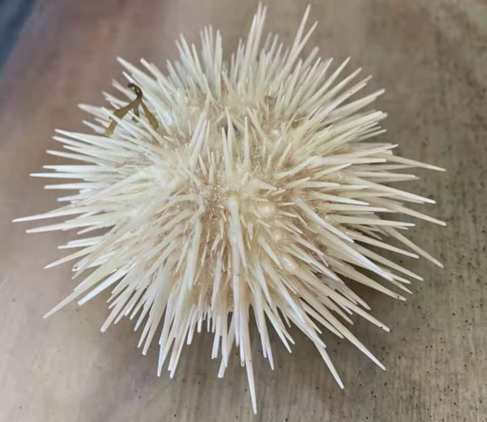 民众捕获罕见 白色海胆 老渔民 从业60年 第一次见 小樽