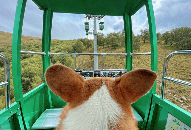 带着|一场由狗狗陪伴的简单旅行，感受大自然的魅力，欢乐趴