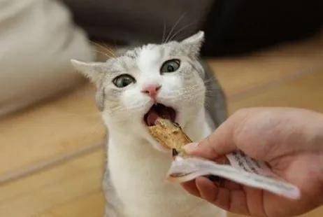 猫咪|我们该不该给猫咪买零食吃？