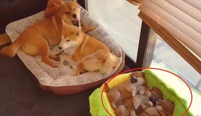 柴柴「夫妻」太恩愛，卻把寶寶晾在一邊，考慮過主人心情嗎？ 萌趣萌寵 第1张