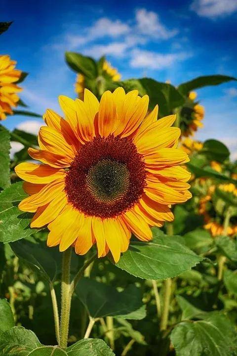 南京这5处向日葵花海你一定不能错过