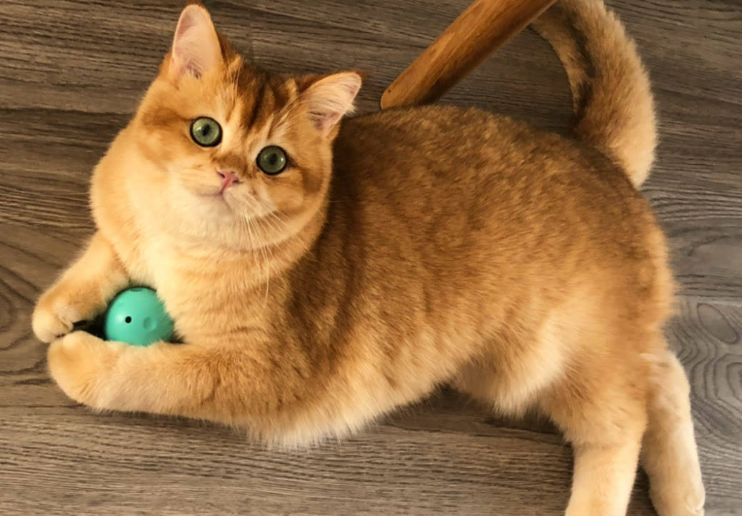 瑞萌|猫零食与猫粮的选择一样重要，猫零食品牌排行榜