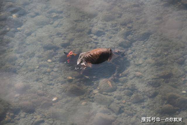 每天毒死4800人的印度恒河上游抛尸排便下游当圣水喝