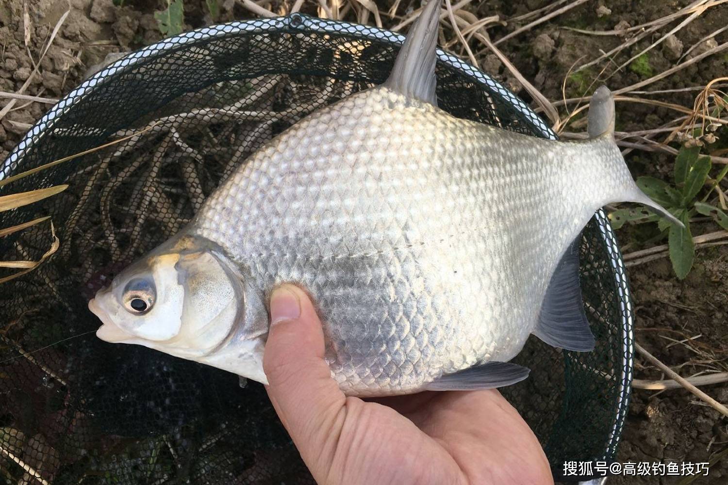 鯿魚最喜歡吃什麼味型的食物?鯿魚的生活習性和垂釣技巧