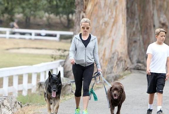 什么|很喜欢出去玩的狗,为什么突然死也不出门?你找到原因没