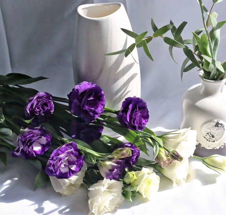 听说水培花是小姐姐们新宠怎样才能让花儿开得比别人家更好看 花卉 全网搜