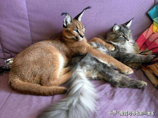 家里养一只狞猫会是什么样子?狞猫:我其实就是一只大号的家猫_生活