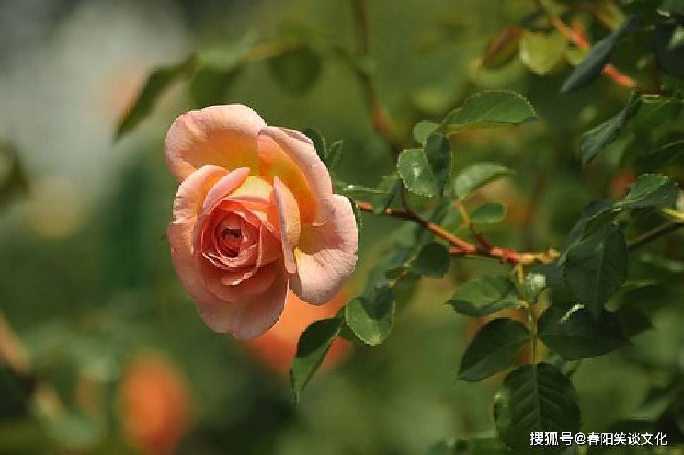 文章配图-3