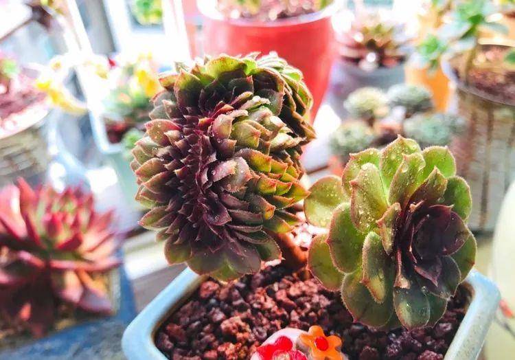 魔法师多肉哪种最好看 c04410346de0488a9f3f31e4883dfa4b.jpeg