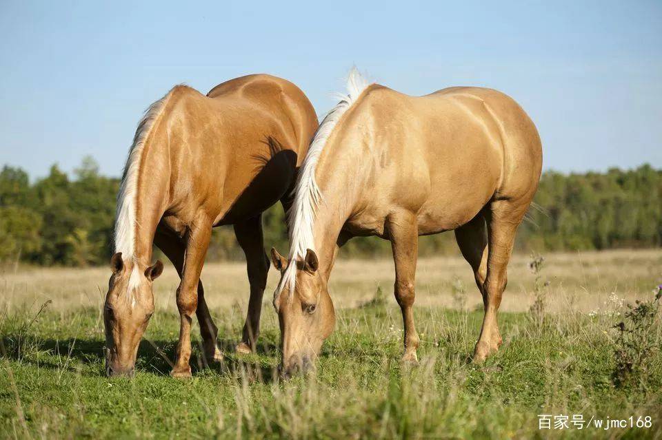 无疆牧场:10 种最适合儿童马术学习的马匹和小马品种_特马