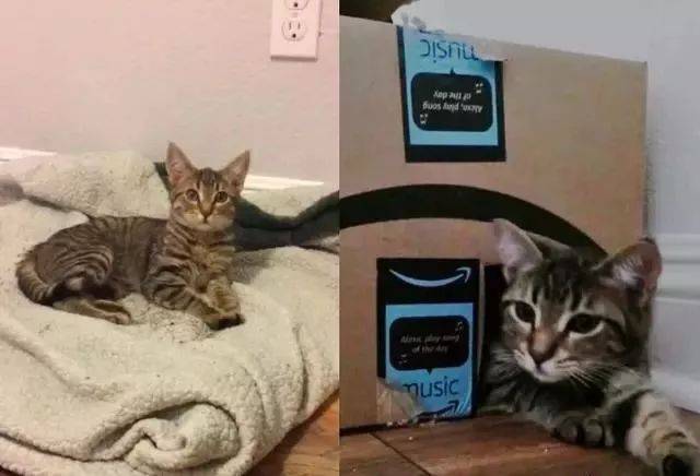 猫咪|主人背柯基坐地铁,它的歪头杀萌翻了一车厢人,狗:我是最靓的仔