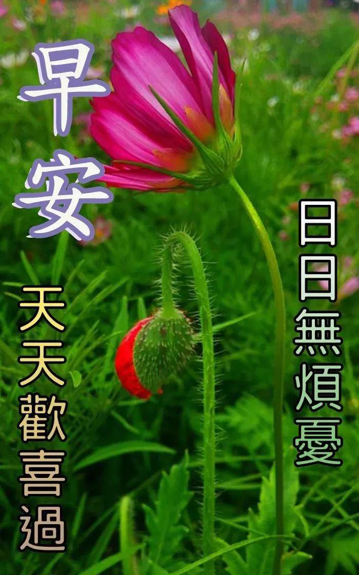 原创8张最新创意好看的清晨早上好图片祝福语2021不用打字聊天早上好