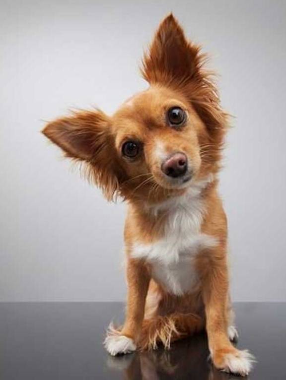 什么|很喜欢出去玩的狗,为什么突然死也不出门?你找到原因没