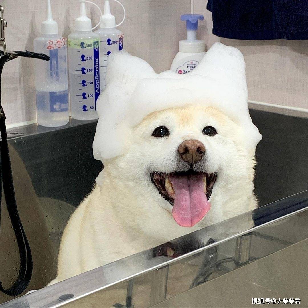 想养白柴但都说失格，有啥影响吗？_搜狐网