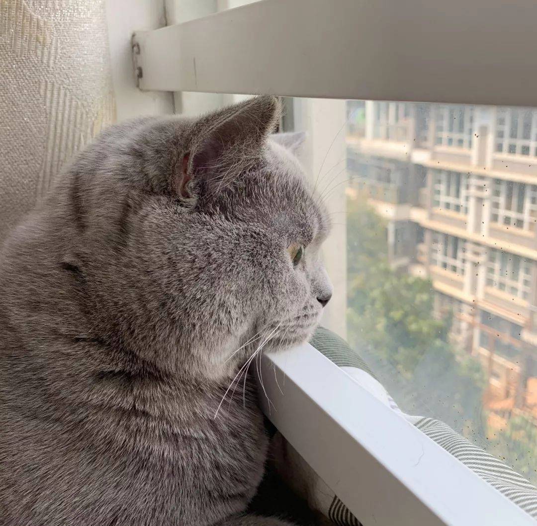 原创为什么猫咪喜欢看向窗外跟3个原因有关