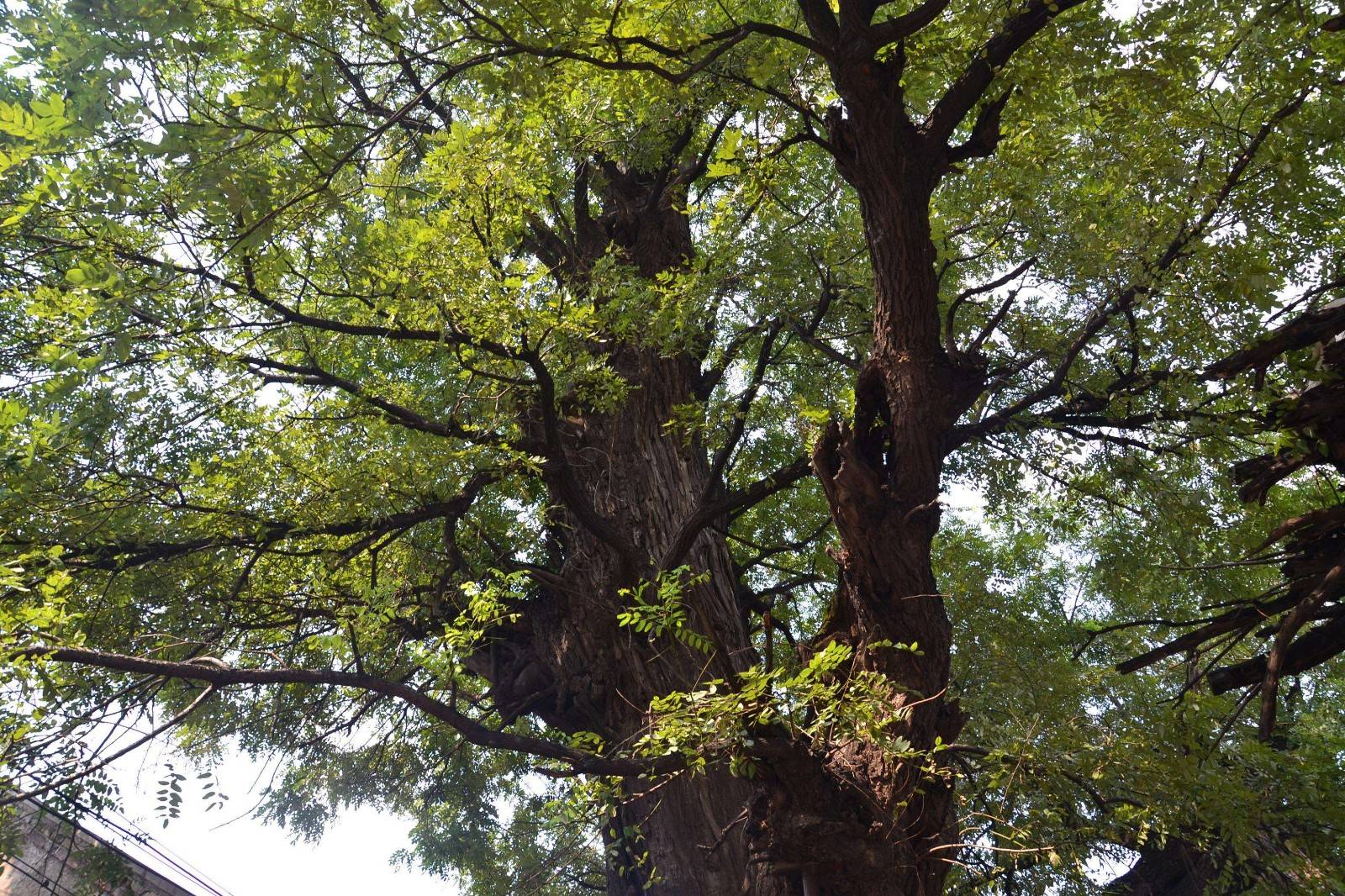 每年夏天,槐樹上都會掛下來許許多多綠色的蟲子,人稱吊死鬼,將槐樹