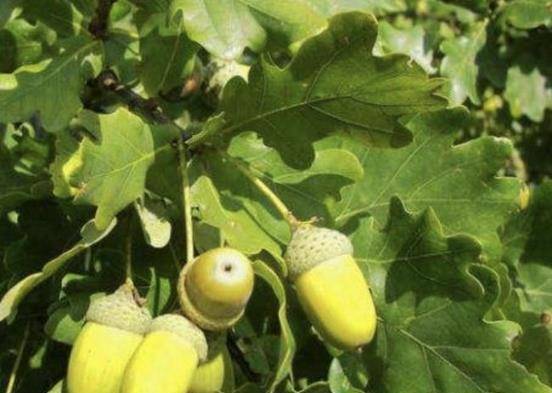 玩具|曾是人们主食之一,小时候看到很珍惜,现在没人需要,可惜了