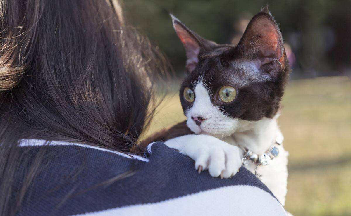 产地|猫咪寿命排行：寿命很短的几种猫，每只都是“短命喵”