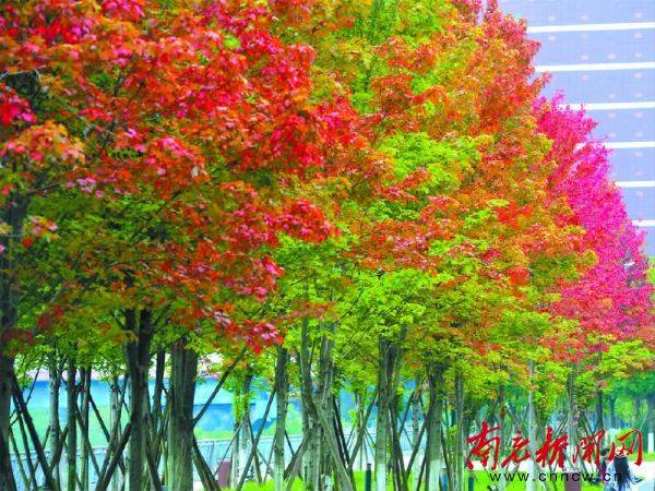 南充江东大道红枫林，10月将迎最佳观赏期