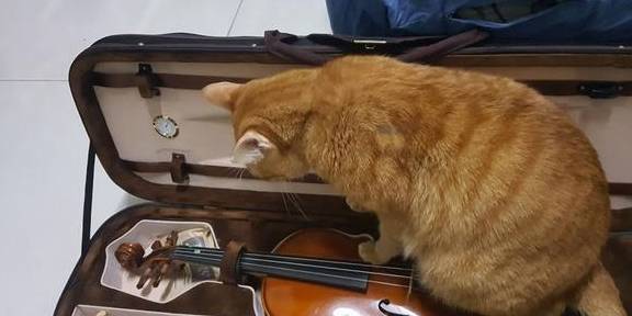 怎么看小猫性格是否黏人 295332009a854b7583eb95292bc5540e.jpeg