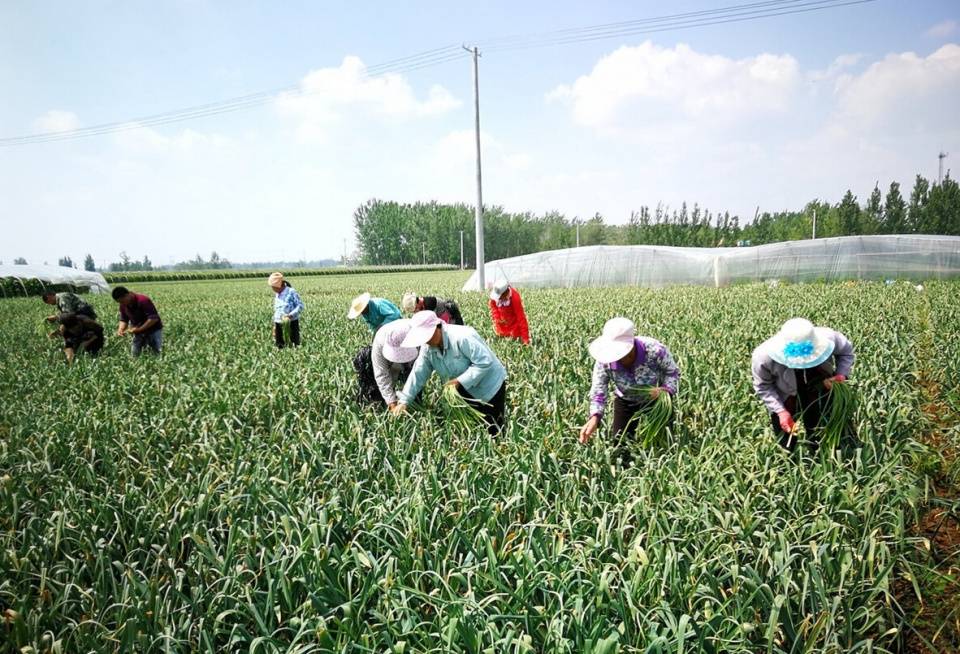 要促进大蒜的生长,大蒜生长中有什么需肥原则,要用些什么肥料?_种植