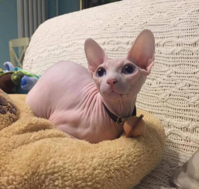 产地|猫咪寿命排行：寿命很短的几种猫，每只都是“短命喵”