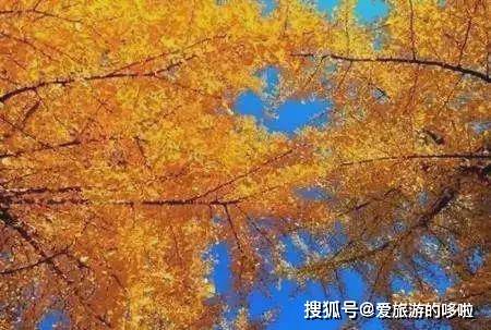 中国最早最美的秋天在这里 美的无可救药