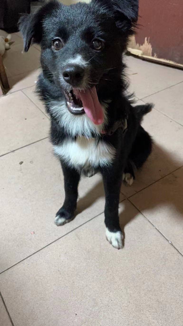 广州市海珠区上冲西约8巷丢失一只黑色母边牧串