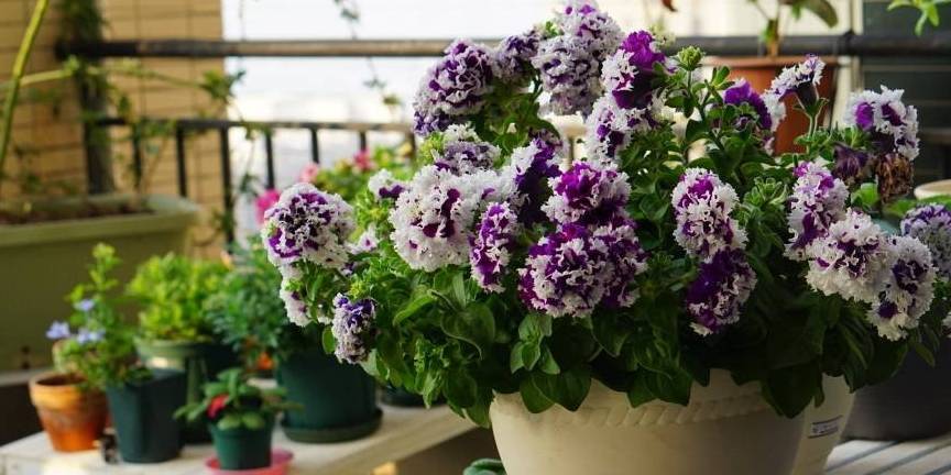 适合家里养的花大全 b7a2c7b4e86d4a01b84da70949df1431.jpeg