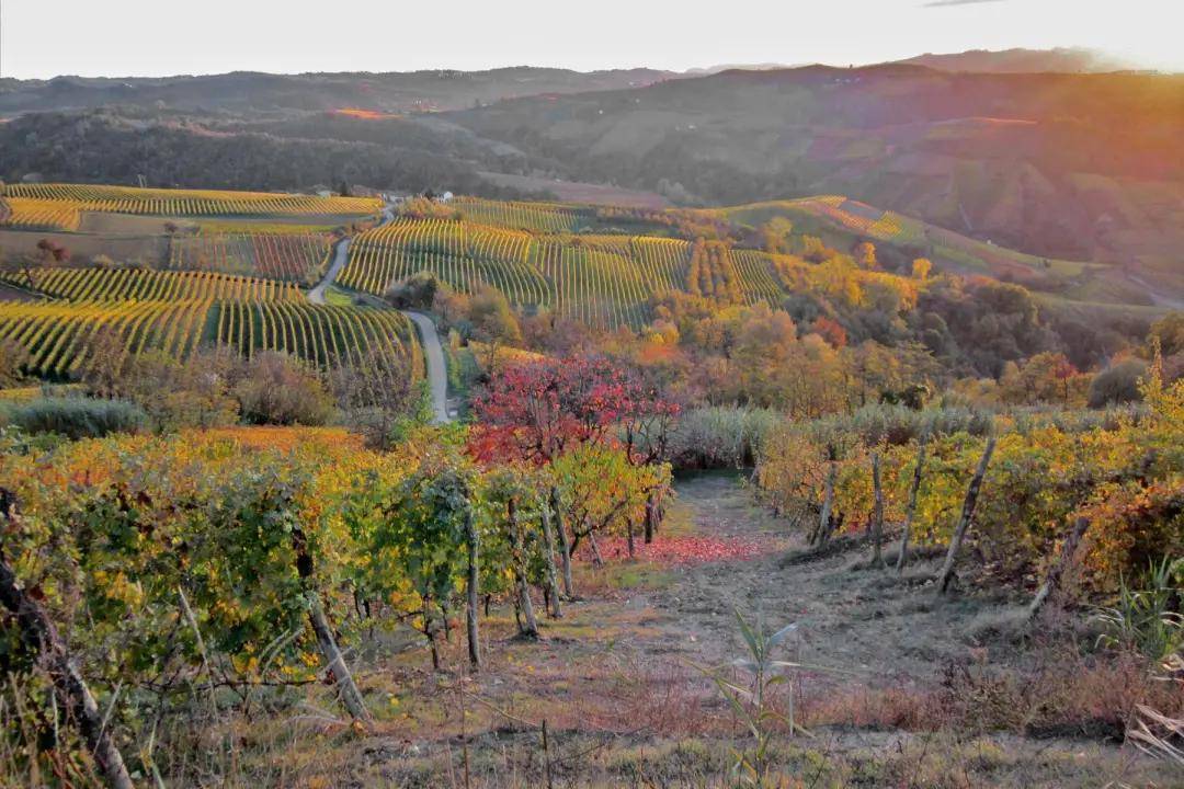葡萄|意大利葡萄酒产区皮埃蒙特的“王”与“后”