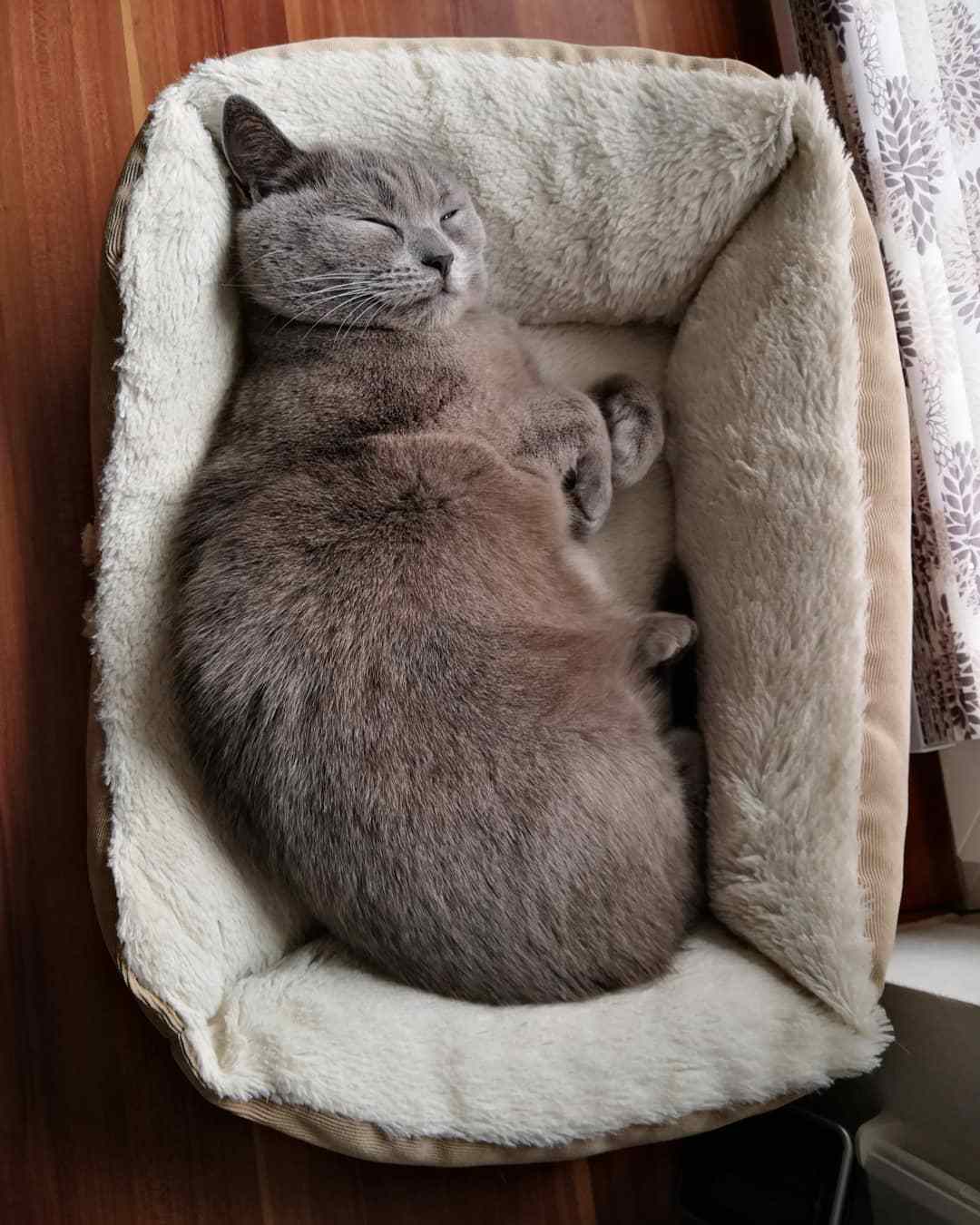 猫咪|猫咪在睡觉的时候，为什么要“打呼噜”？