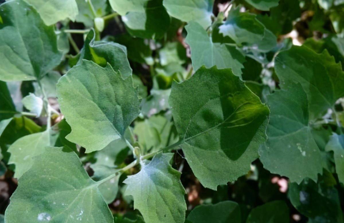 第二个野菜——灰灰草西兰花蕴含多种美肤成分,其中所含的维生素c能