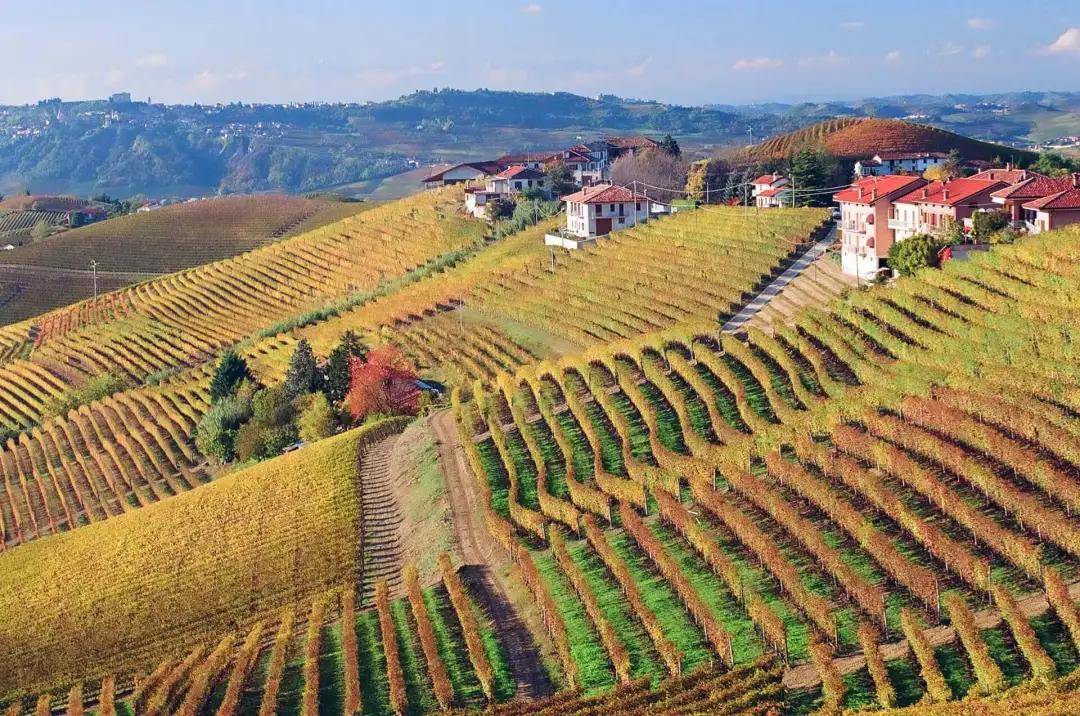 葡萄|意大利葡萄酒产区皮埃蒙特的“王”与“后”