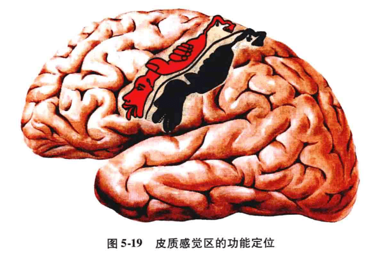 额叶的解剖功能定位精讲【收藏起来}_运动