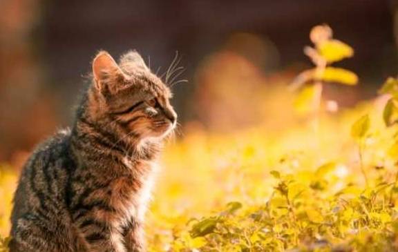 猫咪狸花猫霸占了警察叔叔的坐骑，因妨碍公务被“带回警局拘留”了