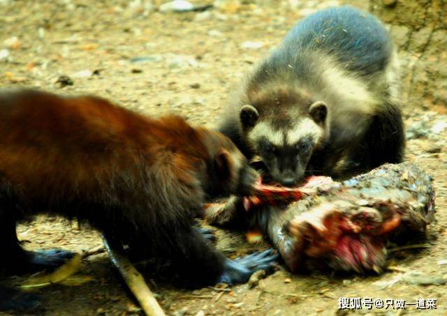 欧亚猞猁与狼獾谁怕谁动物学家实拍猞猁打跑狼獾