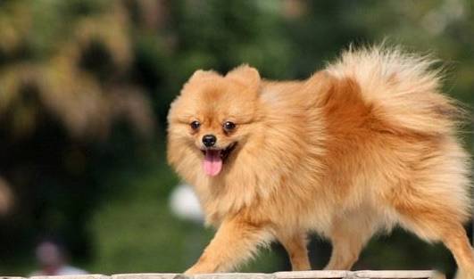 体型在你准备饲养小型犬时，在柯基和博美之间应如何选择？