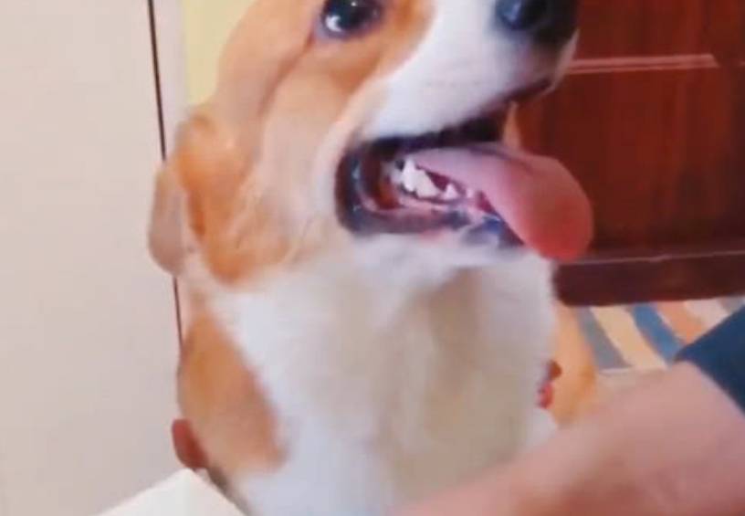 事情|自从柯基学会了赊账后，主人每天都收到账单，更过分的还在后面！