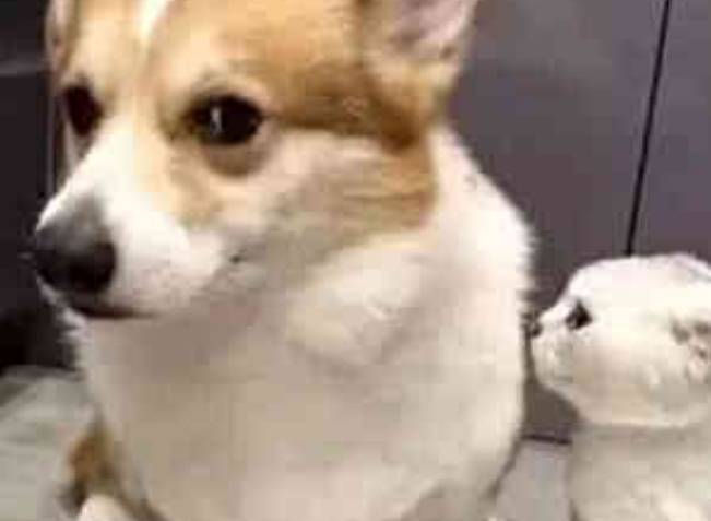 因为|柯基乘坐电梯遇见了真爱,一会儿瞄一眼好害羞,柯基:我想恋爱了