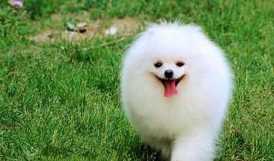 体型在你准备饲养小型犬时，在柯基和博美之间应如何选择？