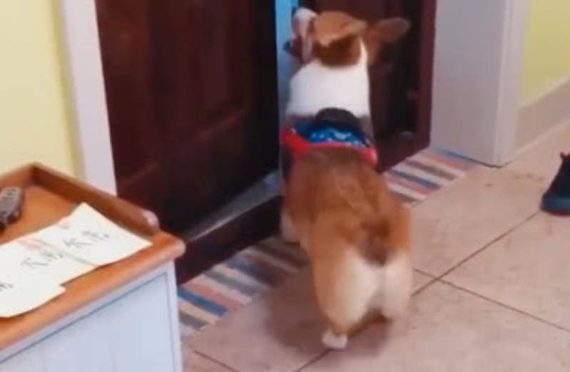 事情|自从柯基学会了赊账后，主人每天都收到账单，更过分的还在后面！